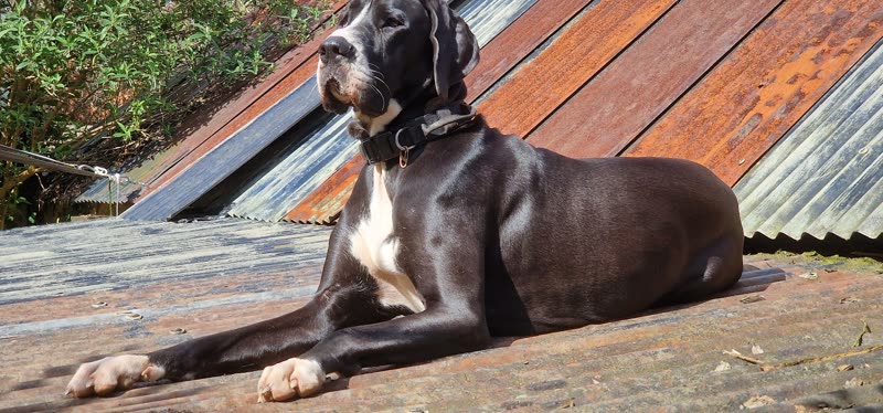 A black and white Great Dane lying on a patio outside a corrugated-metal shed