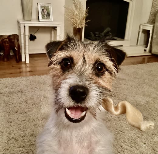 A Jack Russell terrier sitting on a carpet beside a chew treat