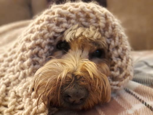 A fluffy apricot cockapoo lying under a chunky cream knitted blanket