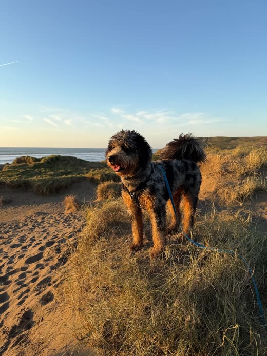 A black and tan terrier in a harness standing in coastal dunes at golden hour